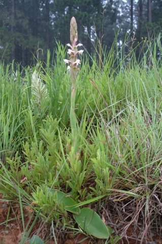 Satyrium longicauda var. longicauda big, flat leaves